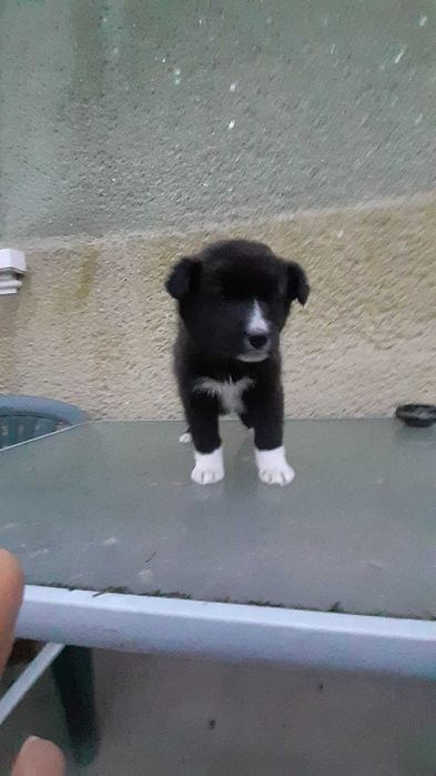 Donez catei talie medie