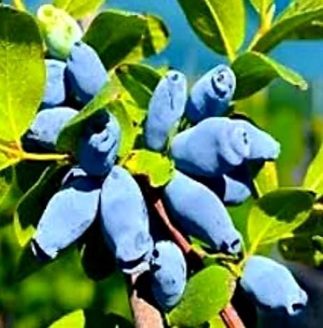 Жимлость Усимликлари, 1 ва 2 йиллик кучатлар