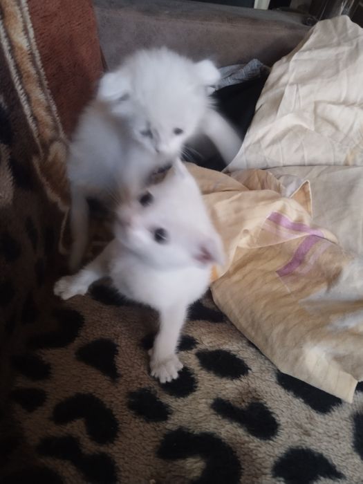 Продаются котята! Белые котята,вислоухие!