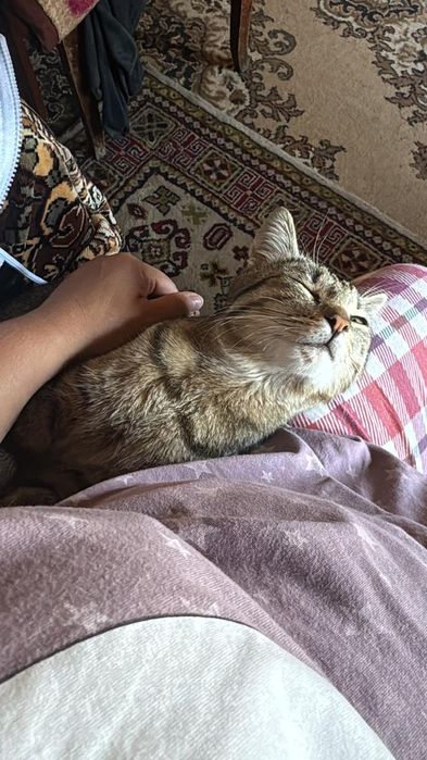 Котик( 8мес .примерно) ищет дом