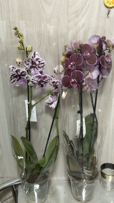 Продам Сортовые орхидеи