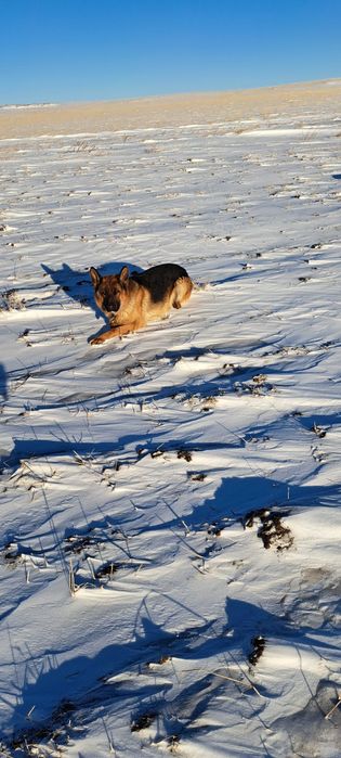Бронь щенков немецкой овчарки
