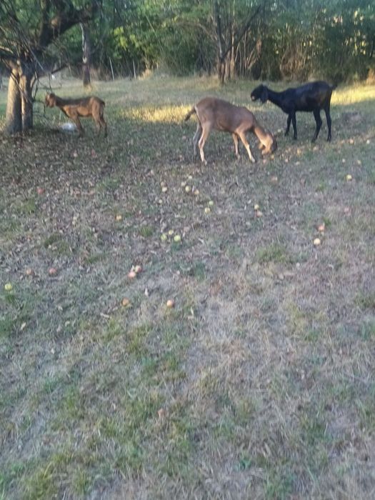 De vânzare capre de rasă