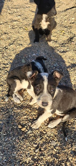 Отдам щенят в добрые руки