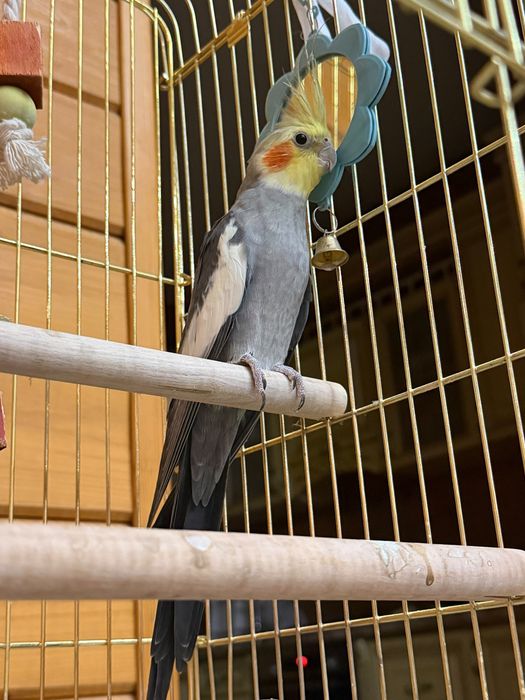 попугай Корелла все необходимое есть