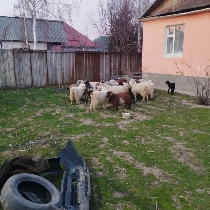 козы бараны  ешки кой козёл овцы