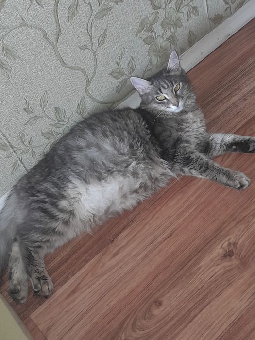 Домашние котятки 1 девочка 3 мальчика