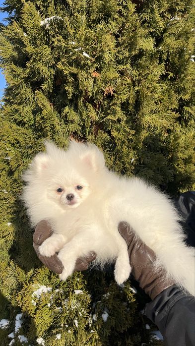 Pomeranian alb mini