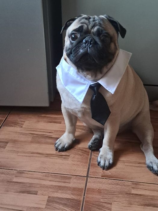 Вязка мопса Алматы