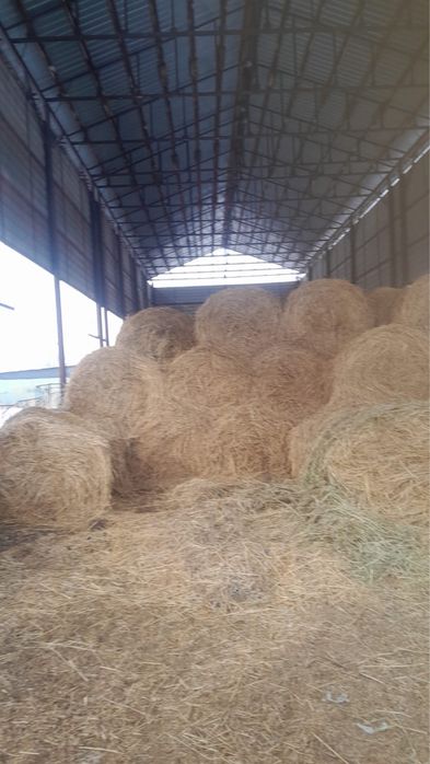 Срочно продам СЕНА