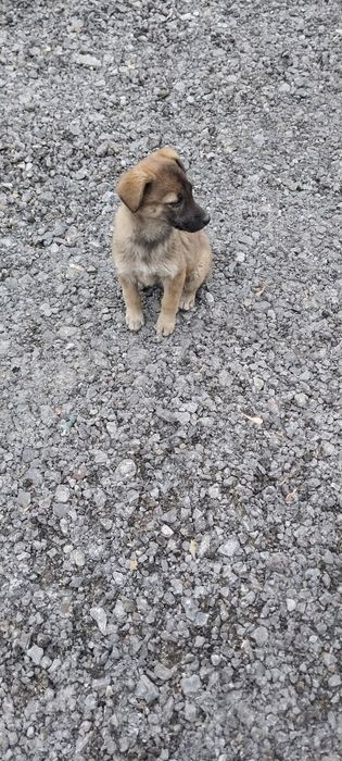 Щенки Заводские в дар!