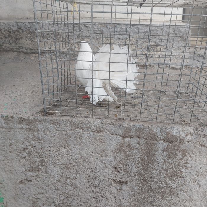 Павлин  самка  1год