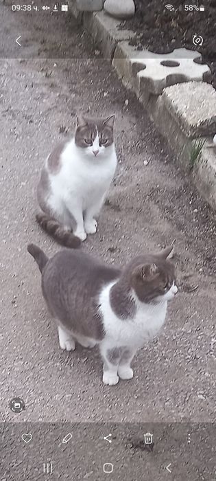 Котета на 10 месеца, кастрирани