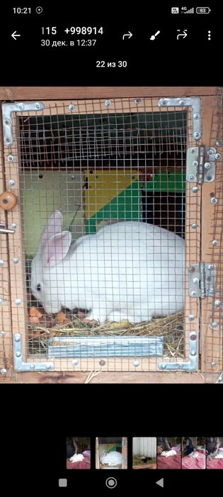 Куёнлар сотилади