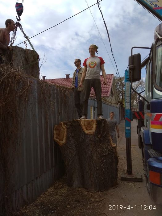 Спил/обрезка плодовых деревьев