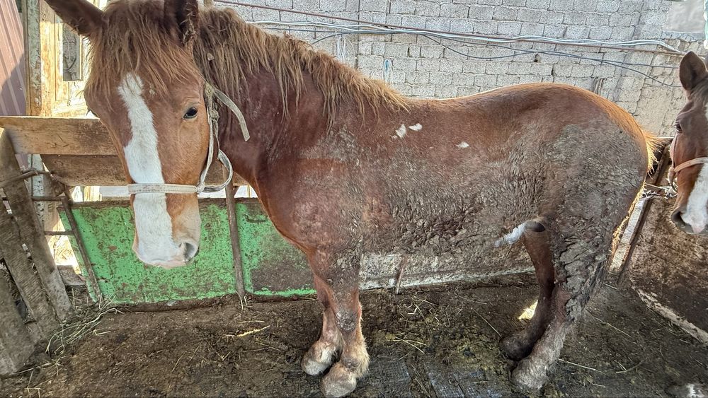 Rasiski Abakan Toy BIYA bor  SOTILADI