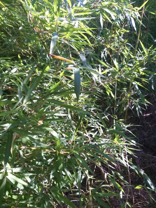 Vând bambus bissetii   (Phyllostachis)