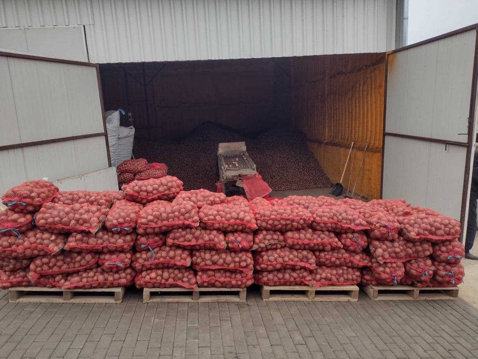 Vand cartofi de consum,samanta si animale