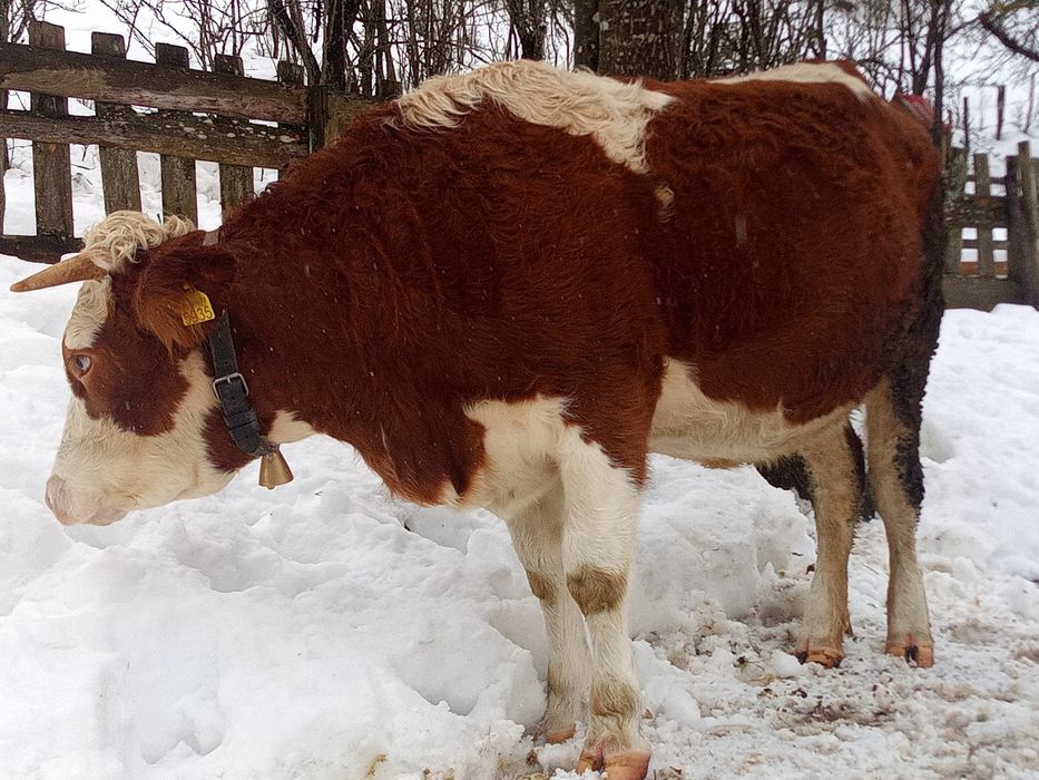 Juninca gestanta trebuie sa fete la sfârșitul lui mai