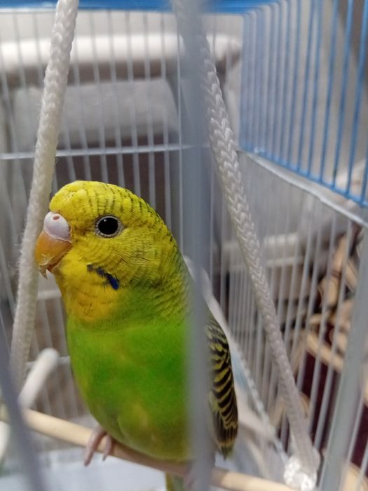 Продается попугай