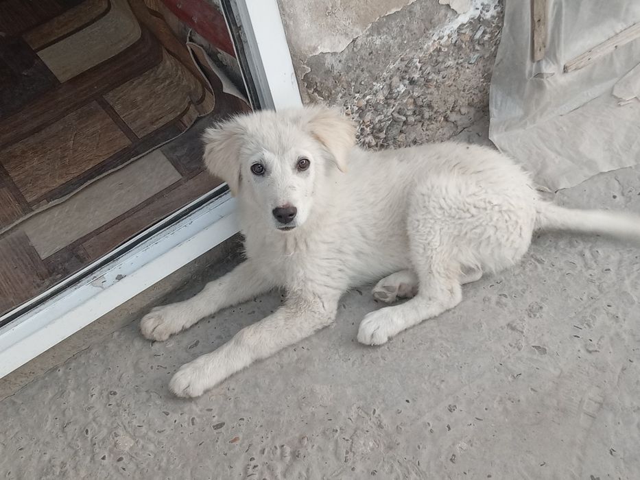 It bolasi hadyaga beriladi