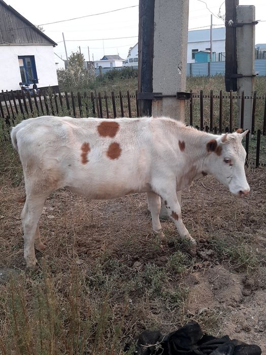 Продам коров телят