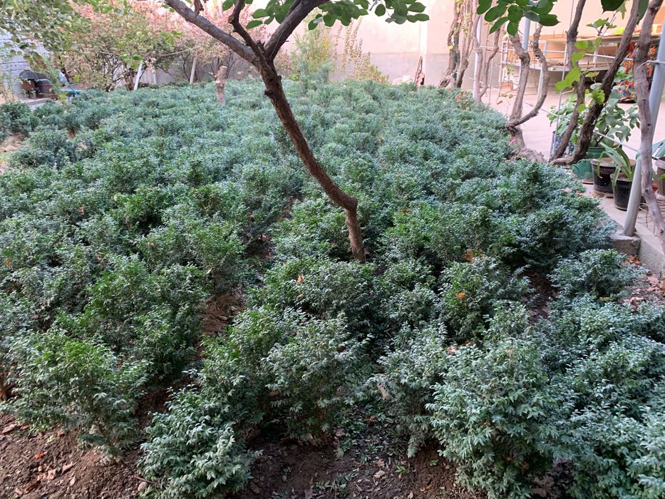 Srochna Shamshod sotiladi 20 mingdan 50 mingacha 500 ta bor