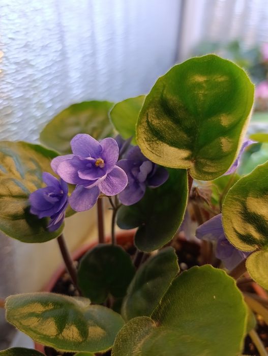 Цветы на подоконнике