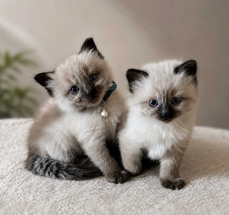 Котята сиамские домашние