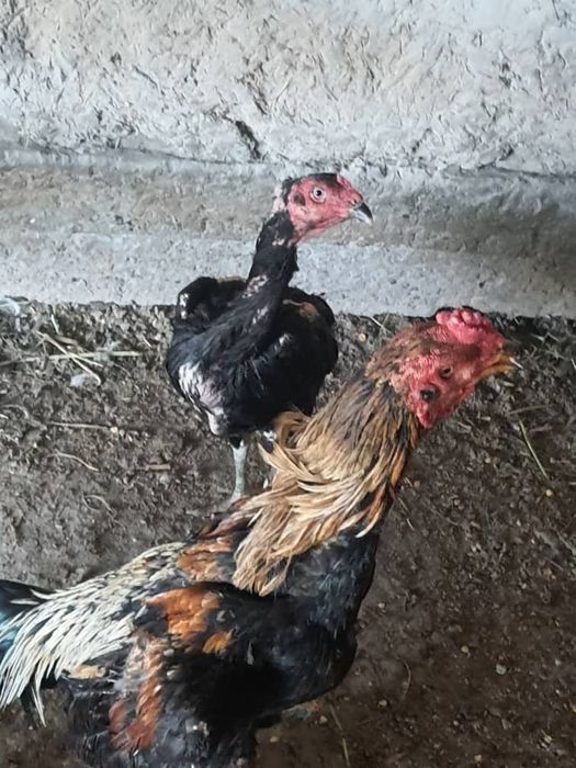 Тоза Шамо ва Карес хурозларни тухуми сотилади.