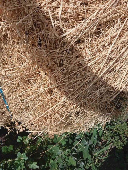 Продавам бали рулонки овес със зърно, люцерна и сено