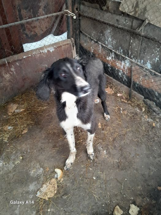 Продам собак казахский тазы