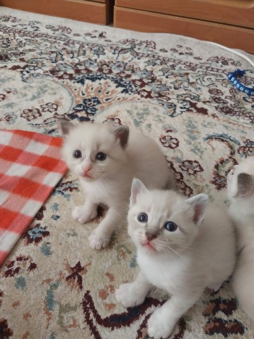 Котёнка Отдам даром