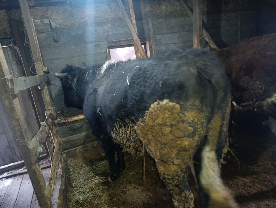 Бычки есть на продажу