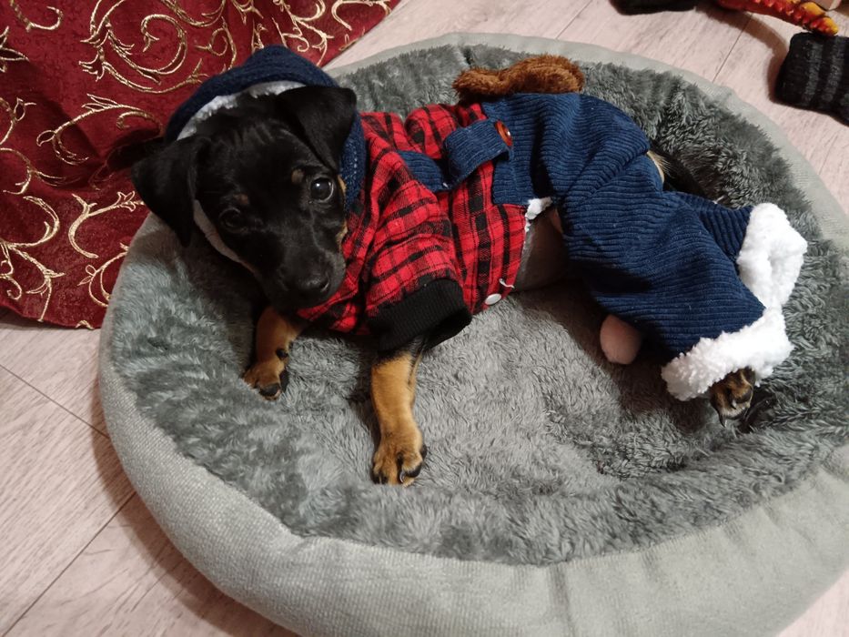 Продам той терьера девочку