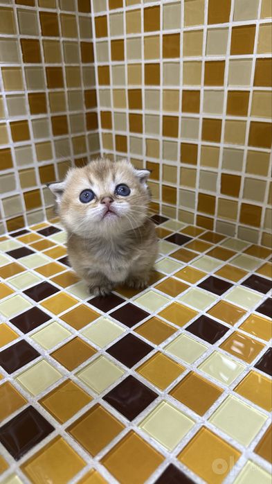 Манчкин килт девочка