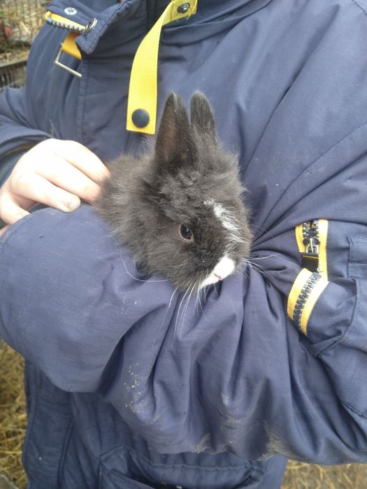 Iepuri hotot și minilop.