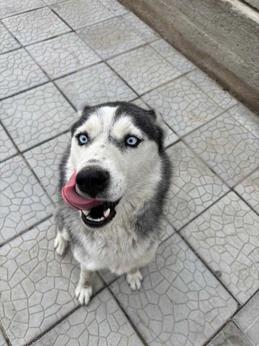 Хаски отдам в хорошую руку