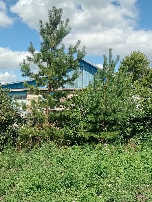 Сосны 3-5 метровые продам