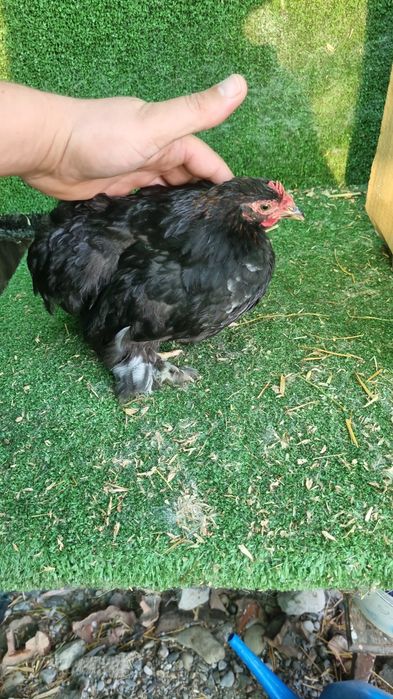 Gainusi si cocosei cochinchina pitic