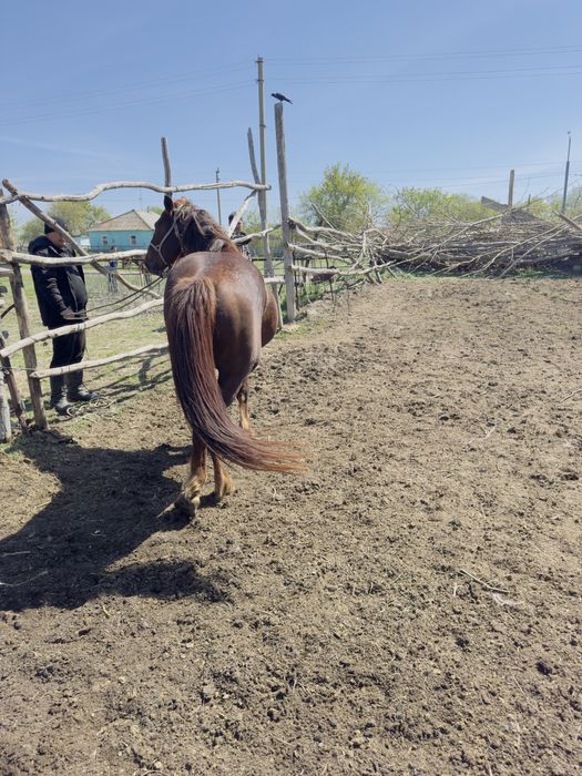 Продаеться жеребец