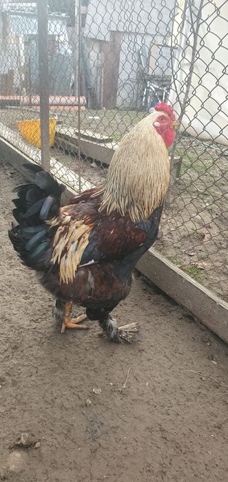 Vand cocosi Brahma si mix