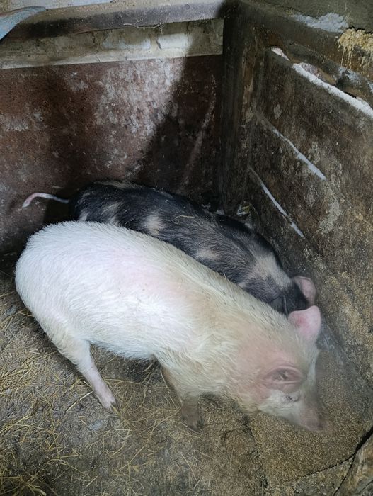 Поросята
Порода ландрас
3 мес
Порода