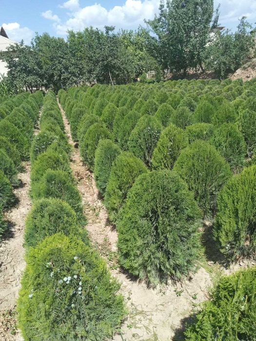 Арчвлар туя навли кучатлари