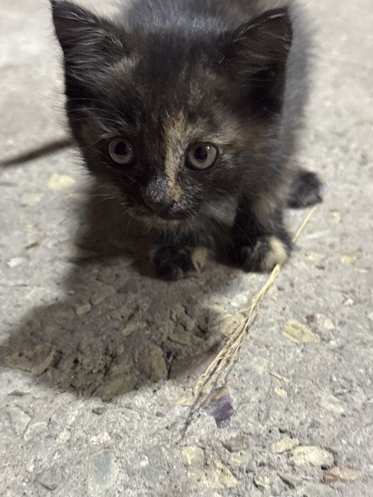 Отдам котика в хорошие руки