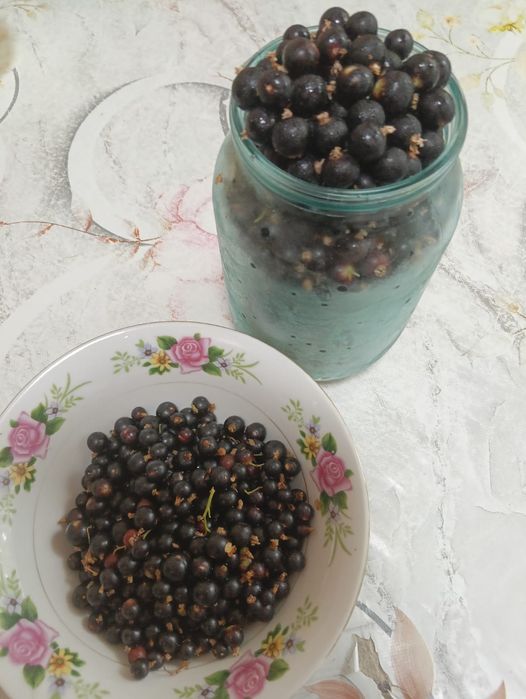 Продам чёрную смородину (дачна)