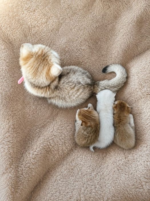 Британские золотые шиншиллы котята