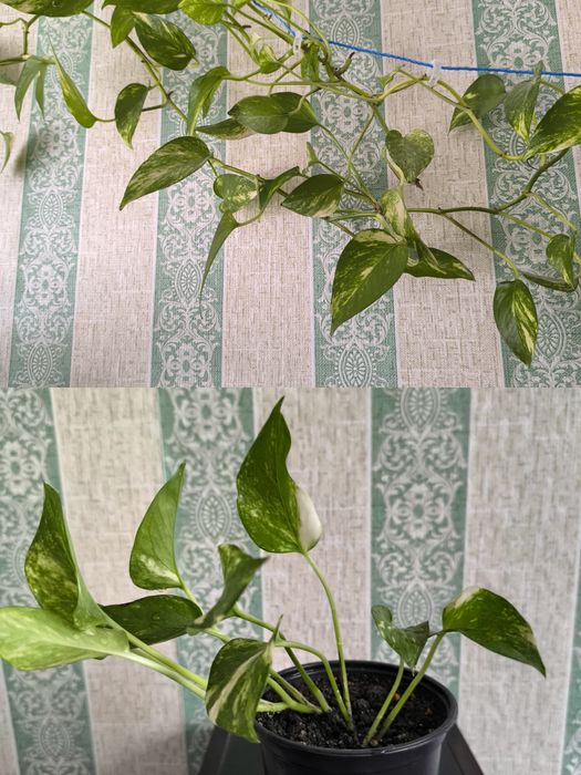 Комнатные красивые цветы.