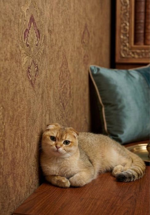 Zallataya shinshilla Ns11