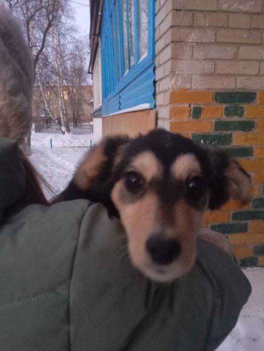 Отдаём щенков бесплатно.